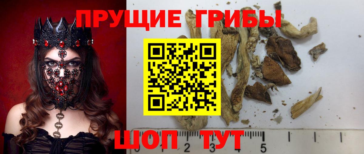Краснокаменск  Псилоцибиновые грибы Psilocybine cubensis  Вход с VPN 